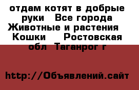 отдам котят в добрые руки - Все города Животные и растения » Кошки   . Ростовская обл.,Таганрог г.